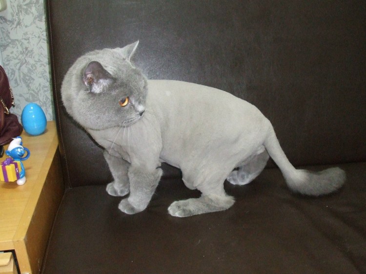 Груминг кошек Москва