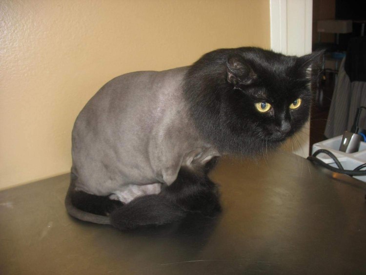 Стрижка британских кошек