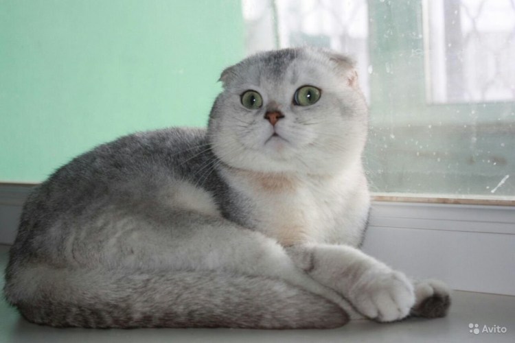 Шотландская вислоухая шиншилла