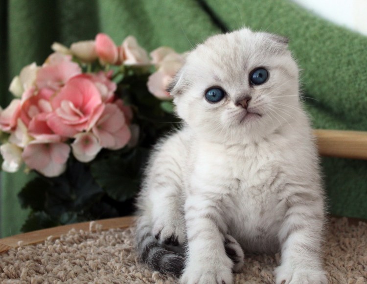 Шотландская вислоухая Золотая шиншилла