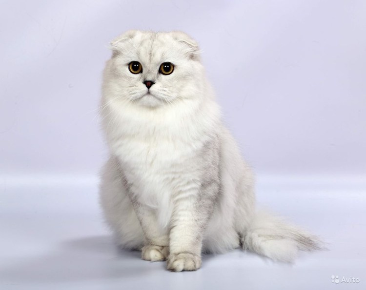Скоттиш фолд Шотландская шиншилла