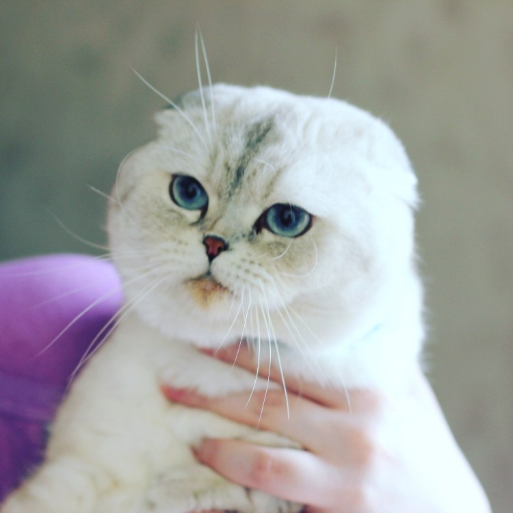 Вислоухий шотландец Золотая шиншилла