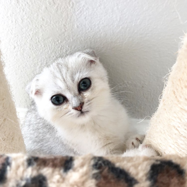 Шотландская вислоухая серебристая шиншилла