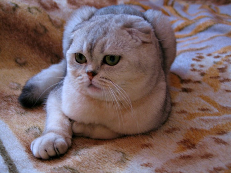 Скоттиш фолд Шотландская шиншилла