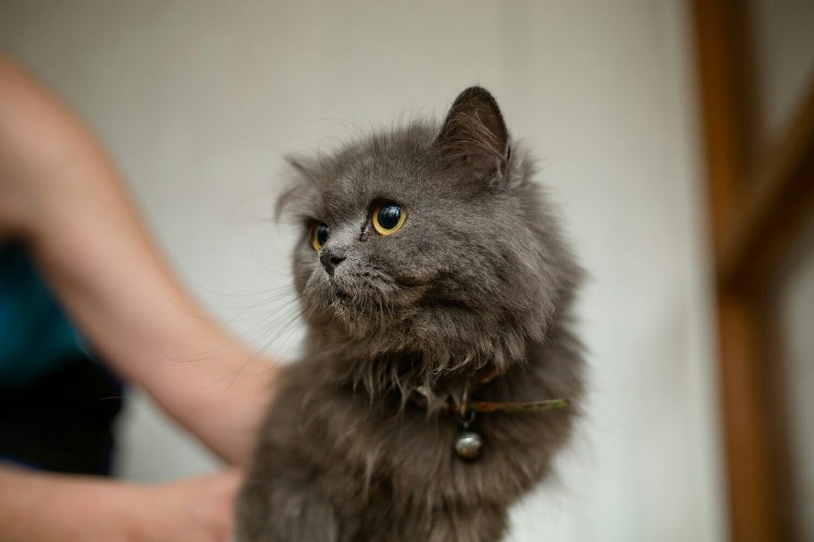 Дымчатый полуперс