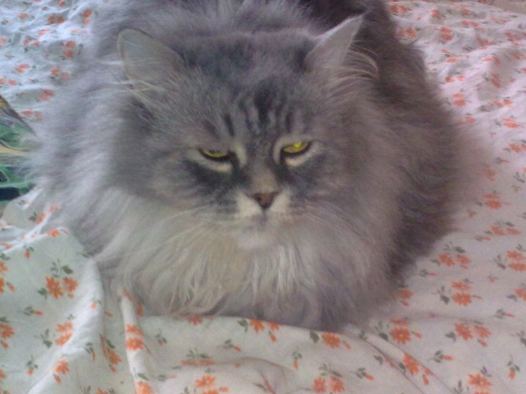 Порода полуперс