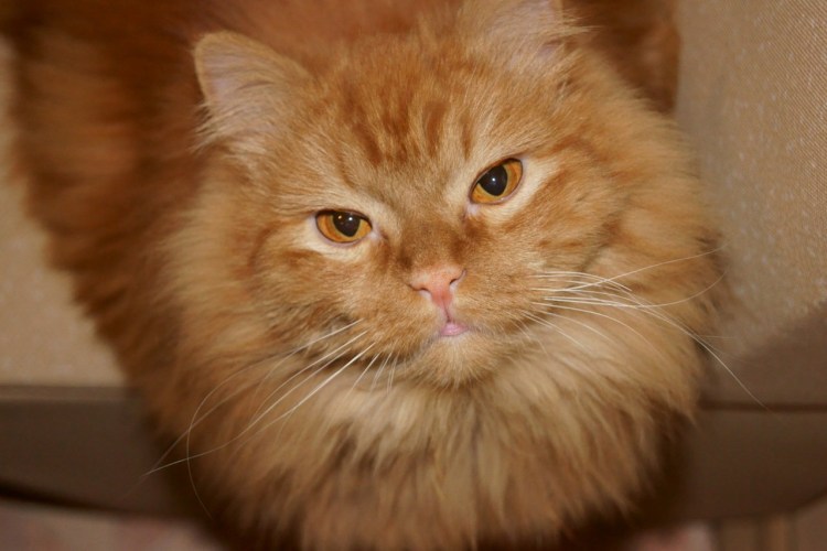 Полуперс кот рыжий
