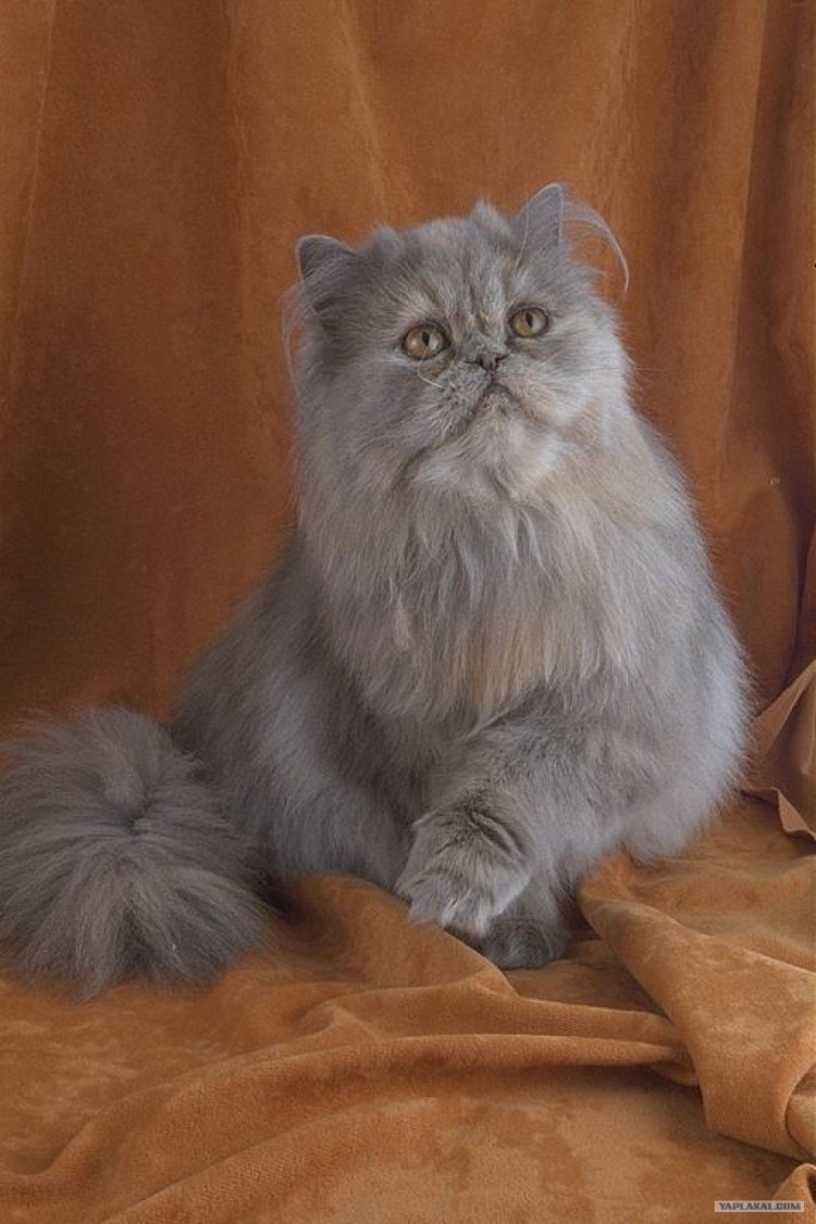 Персидская ангора кошка