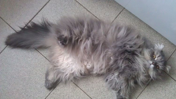 Фото котов полуперсы