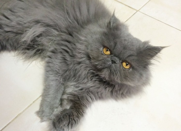 Полуперс кот рыжий