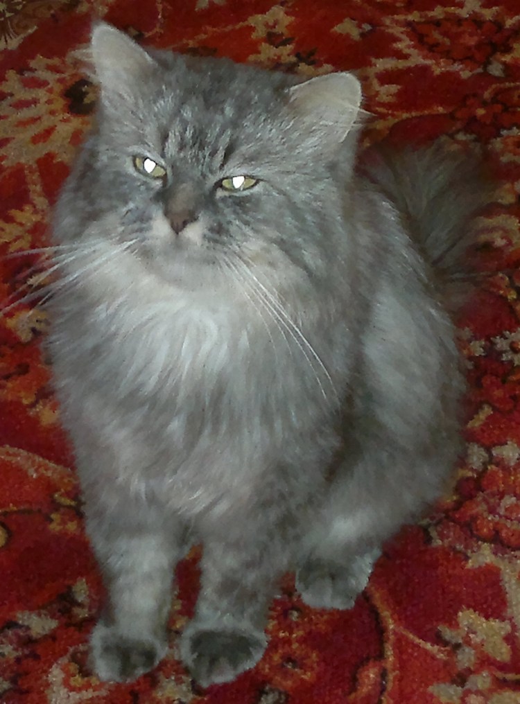 Котенок полуперс в добрые руки