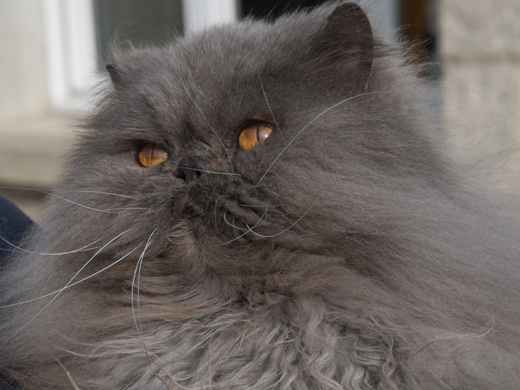 Рыжий персидский кот