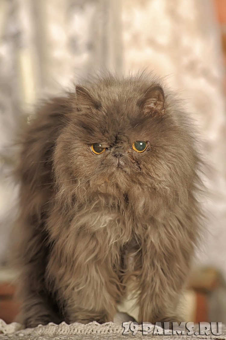 Персидский длинношерстный кот