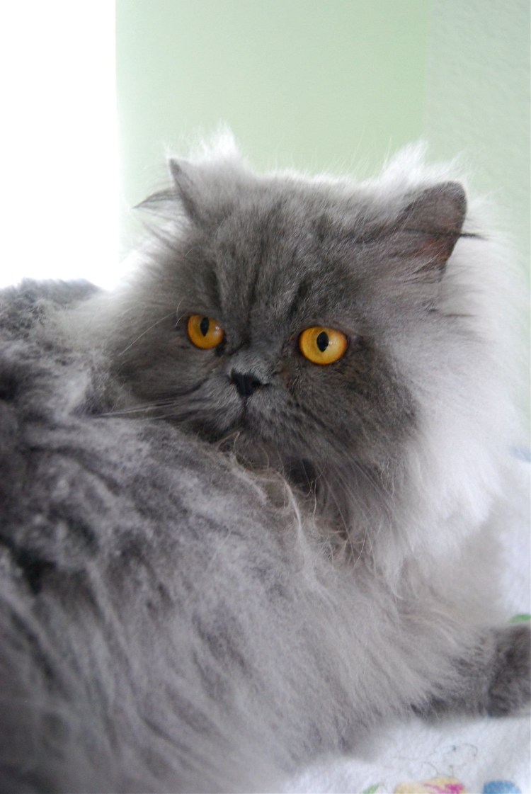 Черепаховая Персидская шиншилла