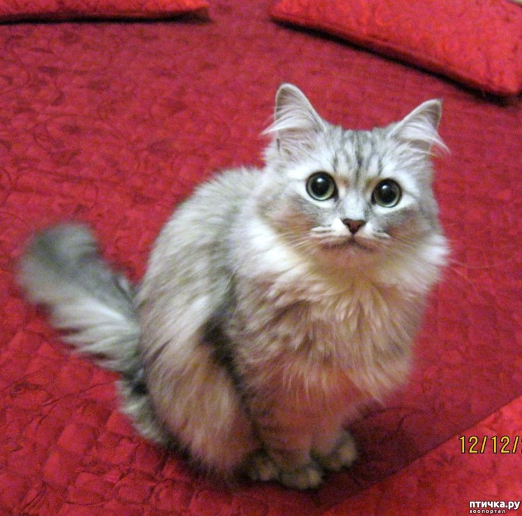 Как выглядят полуперсы