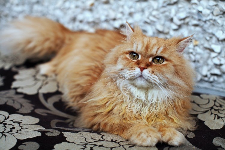 Полуперс рыжий