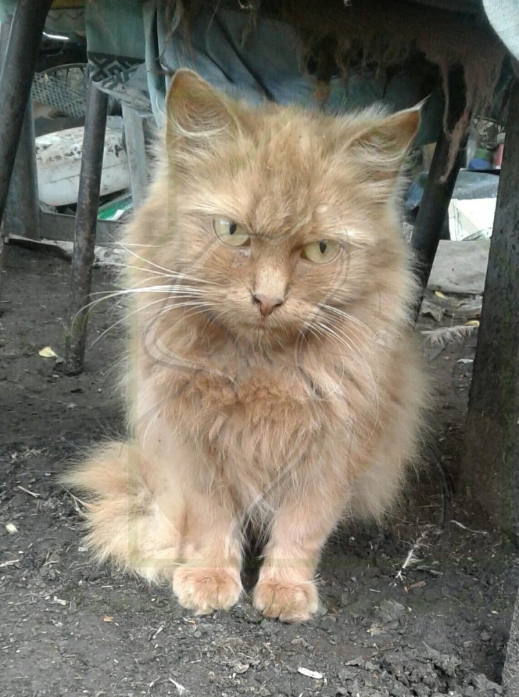 Котята персидские полуперсы