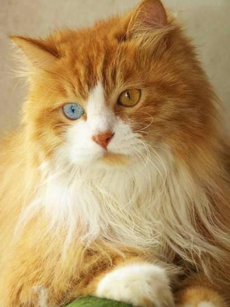 Полуперс полубританец