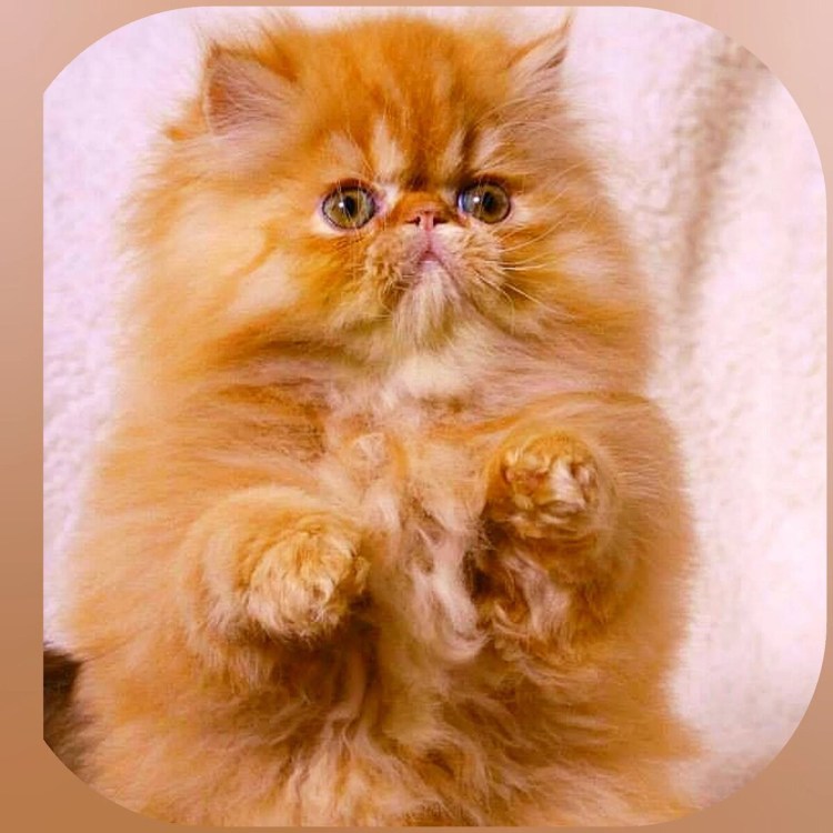 Кошка полуперс рыжая