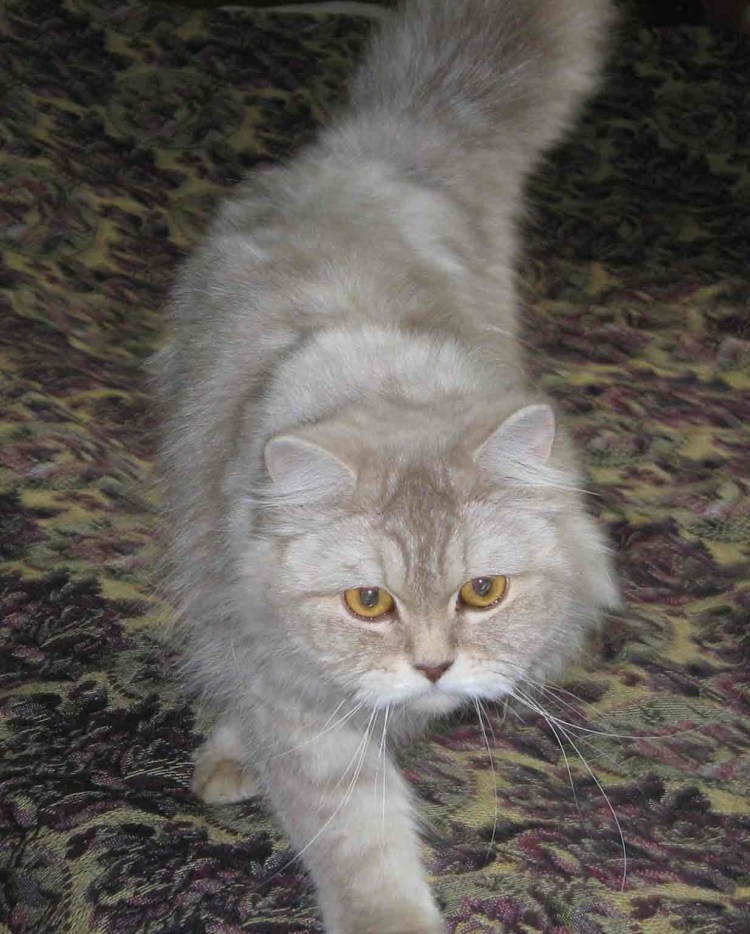 Русский Сибирский кот рыжий