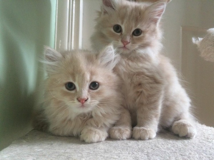 Полуперс полубританец