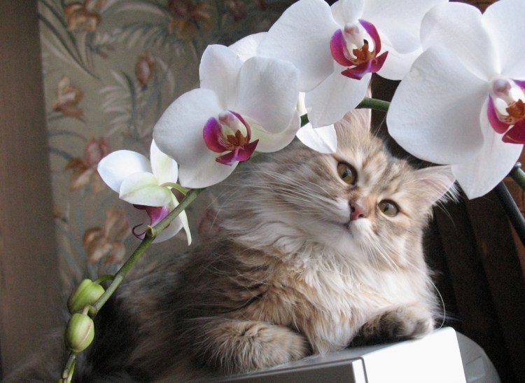 Котики и цветы картинки