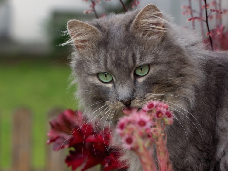 Котенок с сердечками на голове