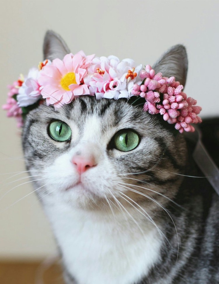 Кошечка с цветами