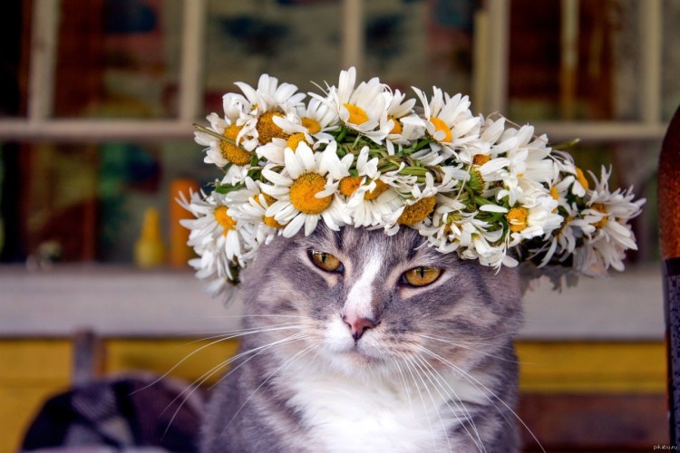 Котик с цветами