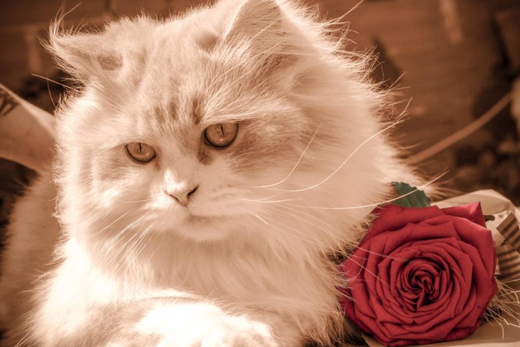 Кошечка с цветами