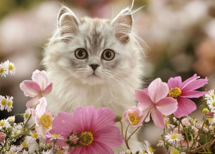 Красивые кошечки