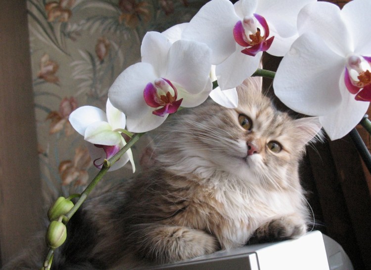 Котенок в цветах