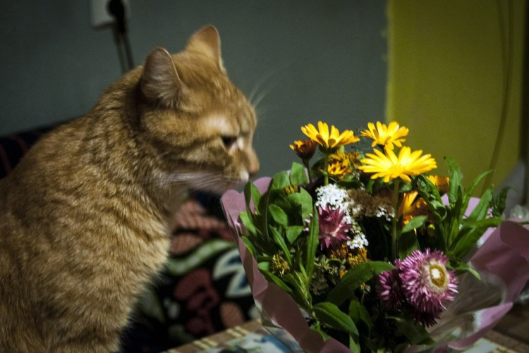 Красивые котята