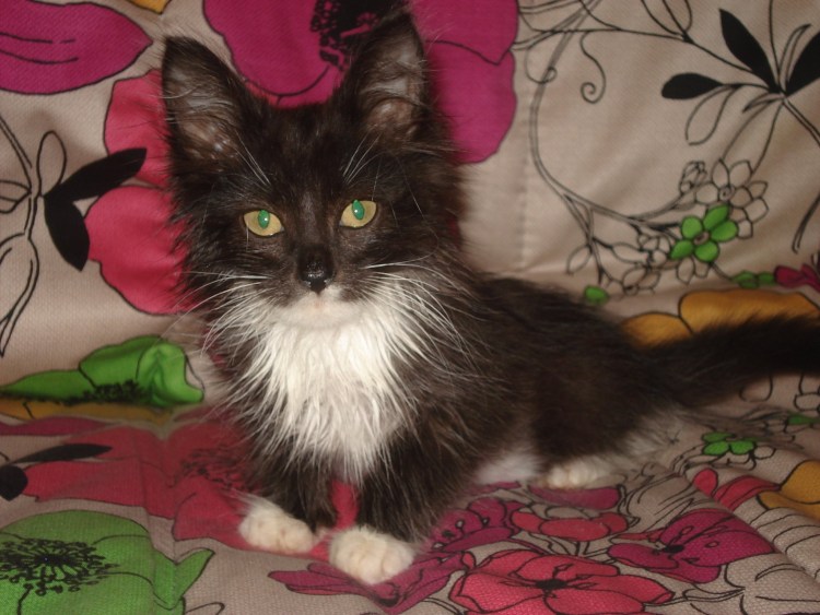 Кот дворянской породы