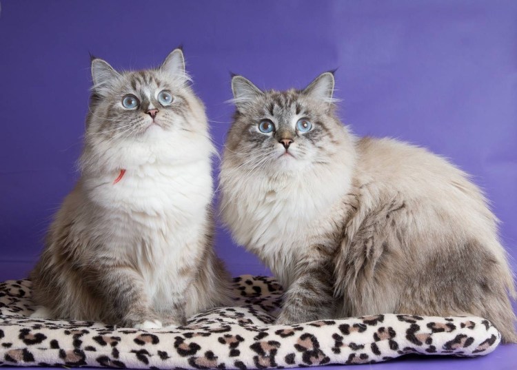 Кот дворянин порода фото