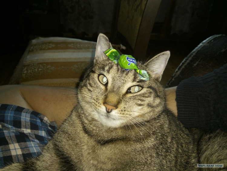 Русская Дворянская кошка