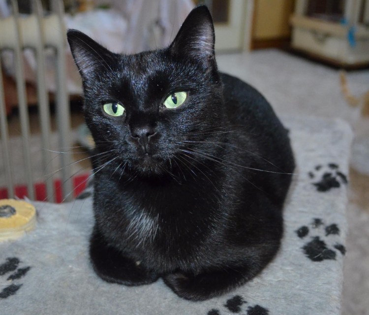 Кот дворянской породы