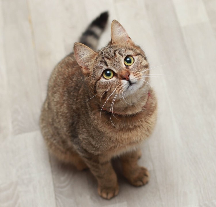 Кошка дворянка