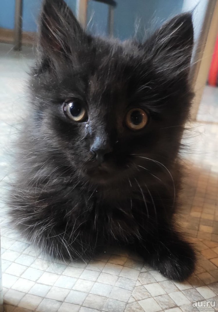 Дворяне порода котов кошек