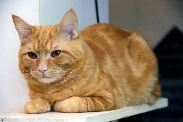 Кот дворянин порода