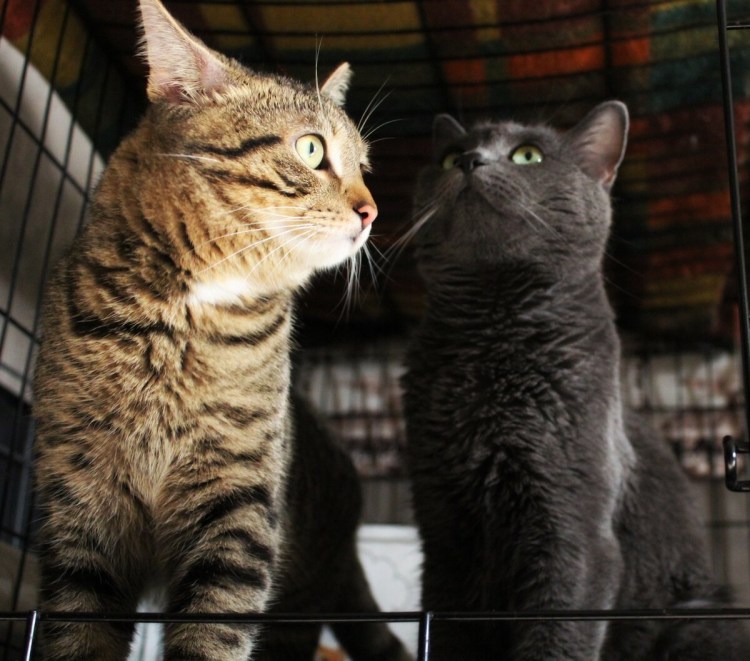 Русская Дворянская кошка