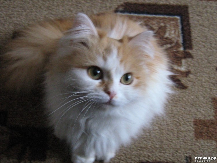 Кошки разновидность породы кучерявый Скиф