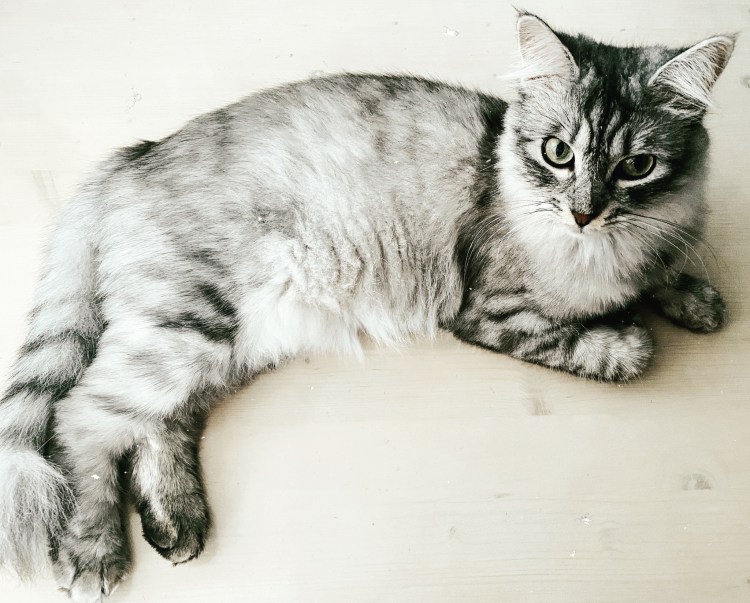 Пепельная кошка