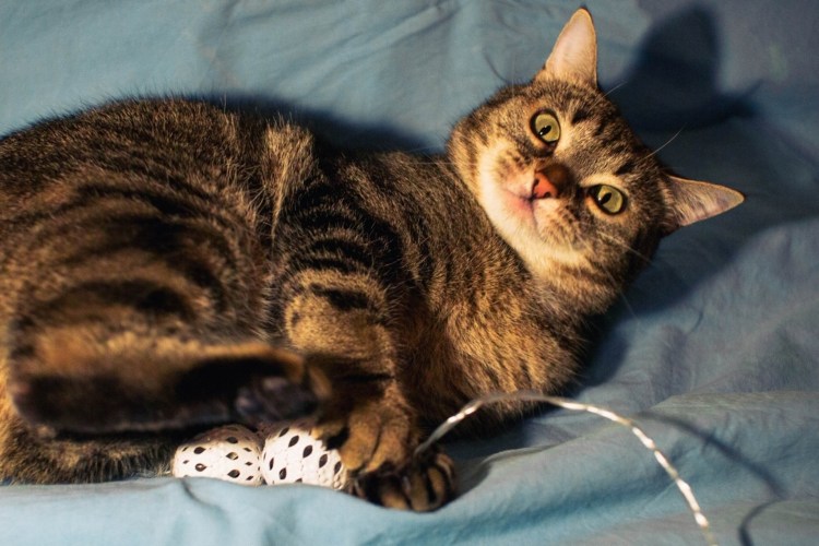 Дворянская кошка