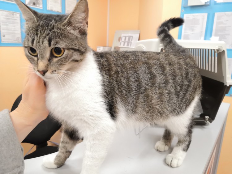 Коты дворянской породы