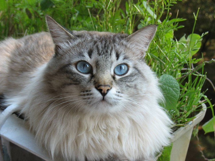 Порода пиксибоб