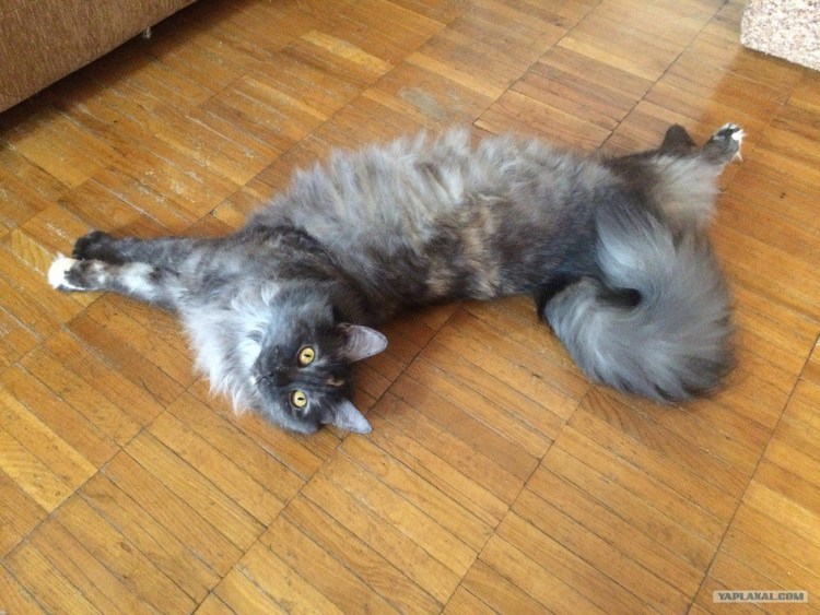 Европейская короткошерстная черепаховая