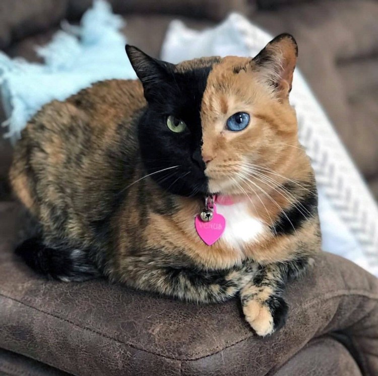 Европейская короткошерстная кошка котята