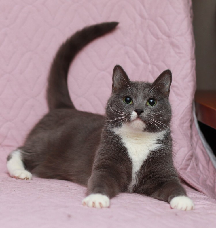 Кот дворянской породы