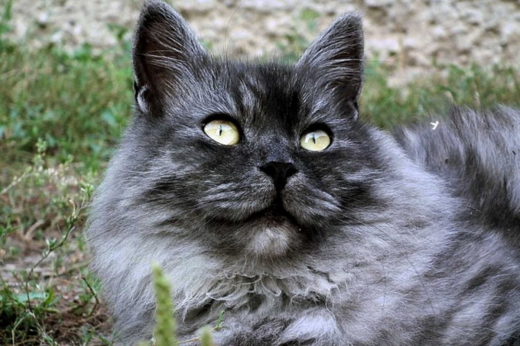 Американский и Европейский Мейн кун